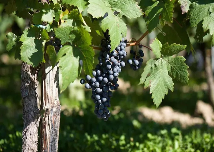 דירה Wine Country Veldenz